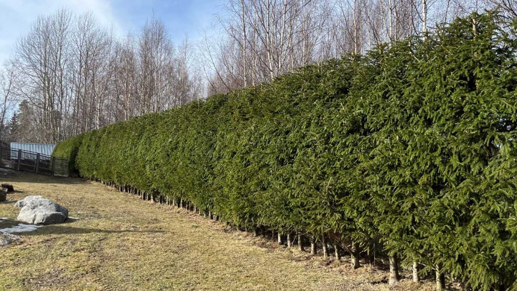 Kuusiaidan leikkaus ammattilaisen toimesta on suositeltavaa kun haluaa kauniin ja terveellisen kuusiaidan