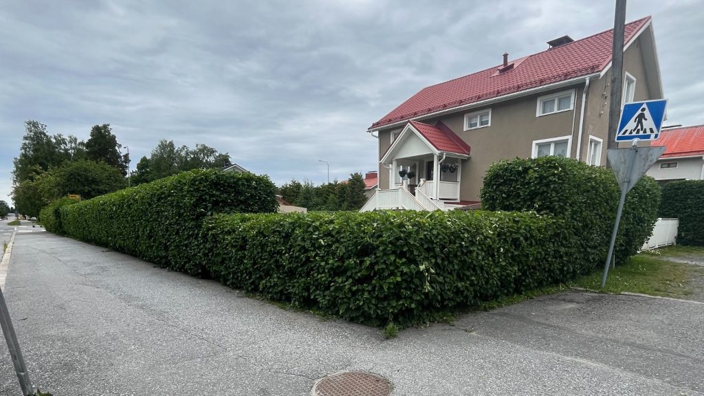 Ammattimaisesti leikattu pensasaita omakotitalon pihalla. Pensasaita muotoiltu tasaiseksi ja siistiksi Vaasan alueella.