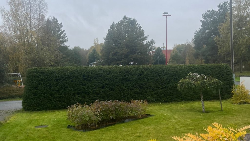 Professionellt beskuren gran på en gård i Vasa