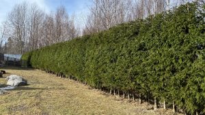 Ammattimaisesti leikattu kuusiaita pihalla Mustasaaressa