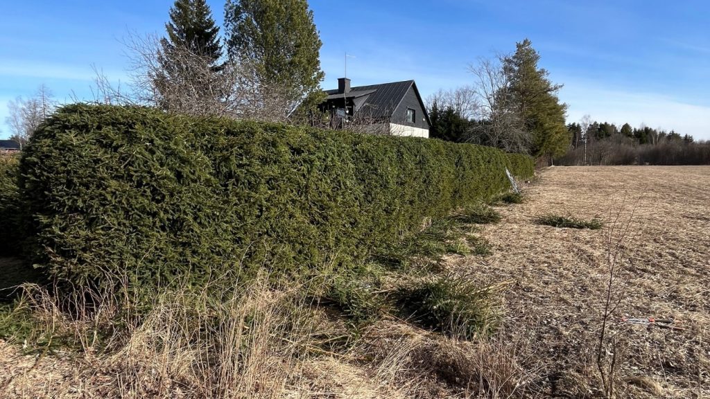 Ammattimaisesti leikattu ja viimeistelty kuusiaita pihalla Laihialla